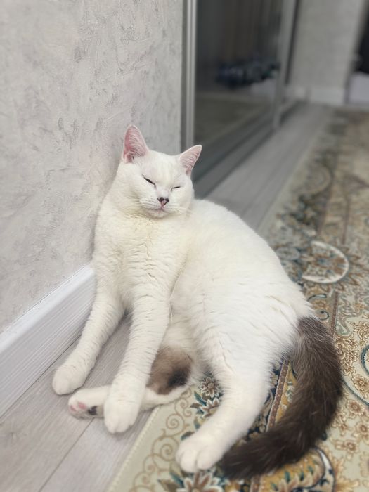 Отдам кота-мальчик