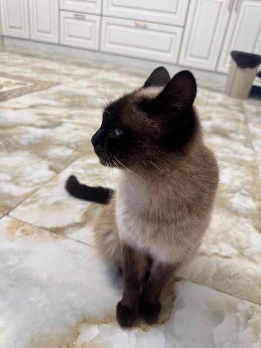 Сиамская кошка,домашняя