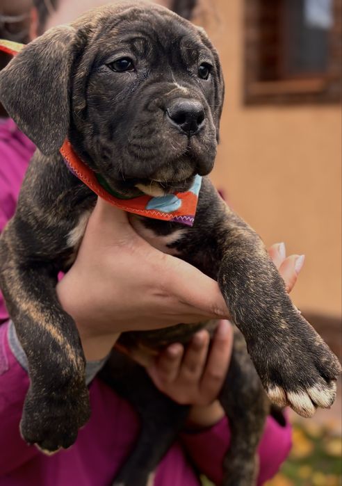 Vand pui de  Cane Corso