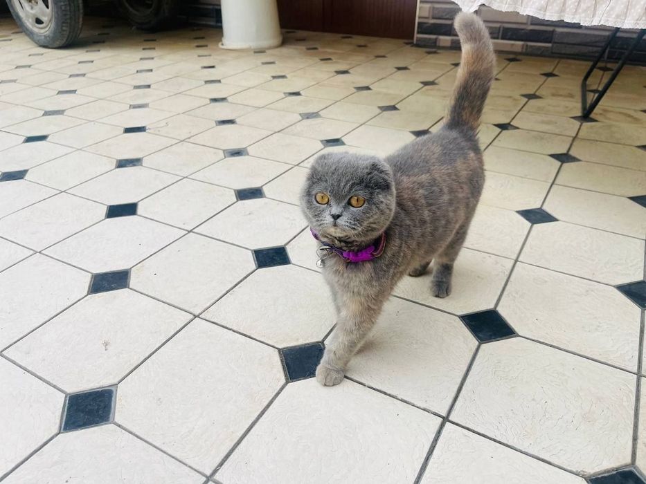 Skotish fold srochni sotiladi