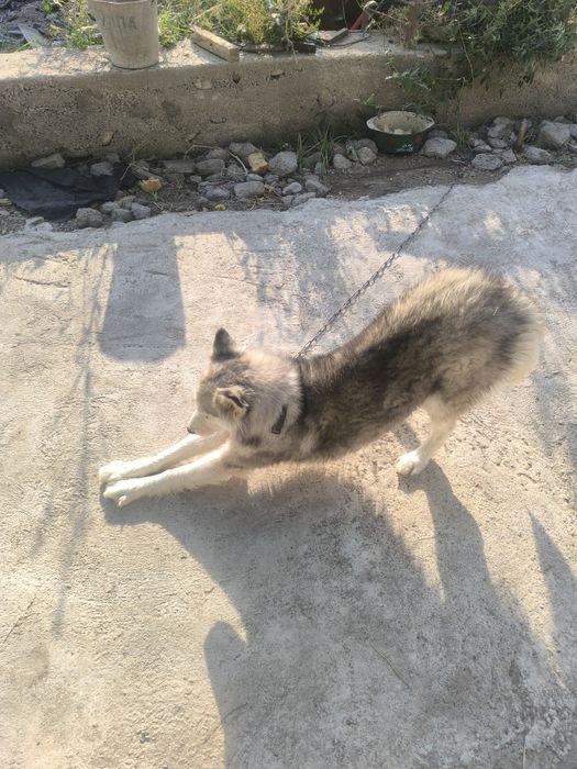 Хаски сучка 1 год