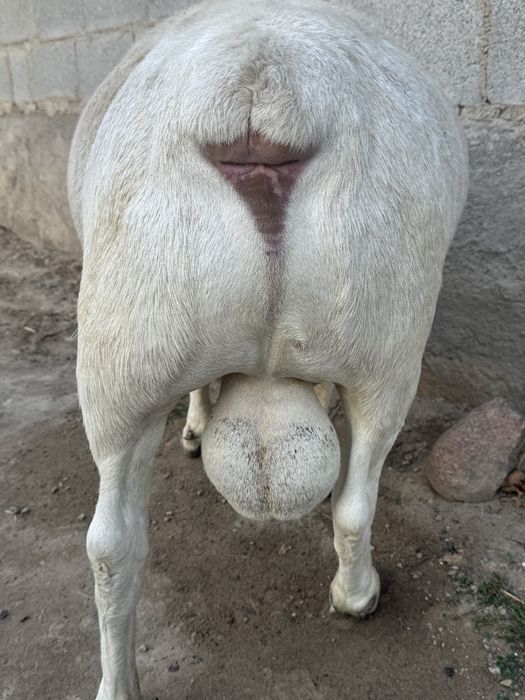 Дорпер баран КАЯ 2 года