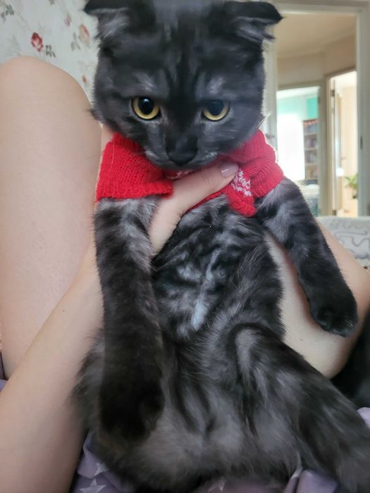 Вислоухая кошечка