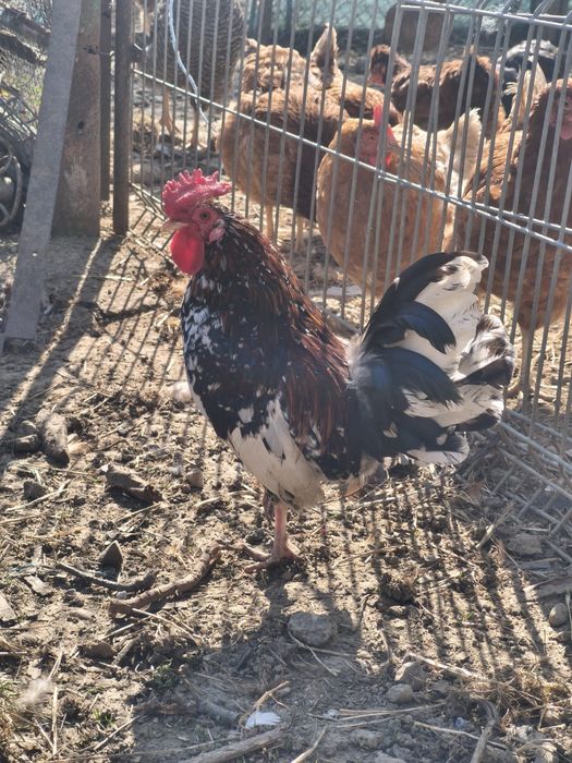 Vând 2 cocoși liliputi/pitici