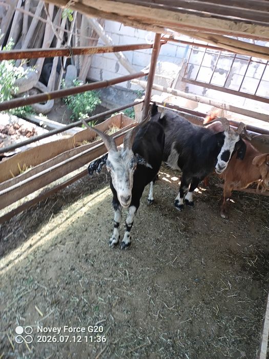 Qisr semz echkila sotladi