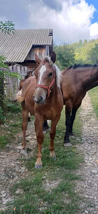 Vanzare iapa semi greu