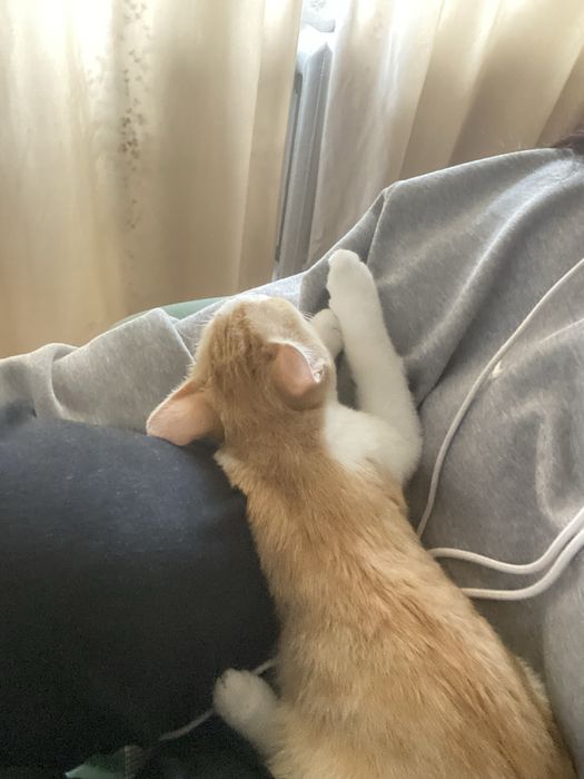 отдам в добрые руки