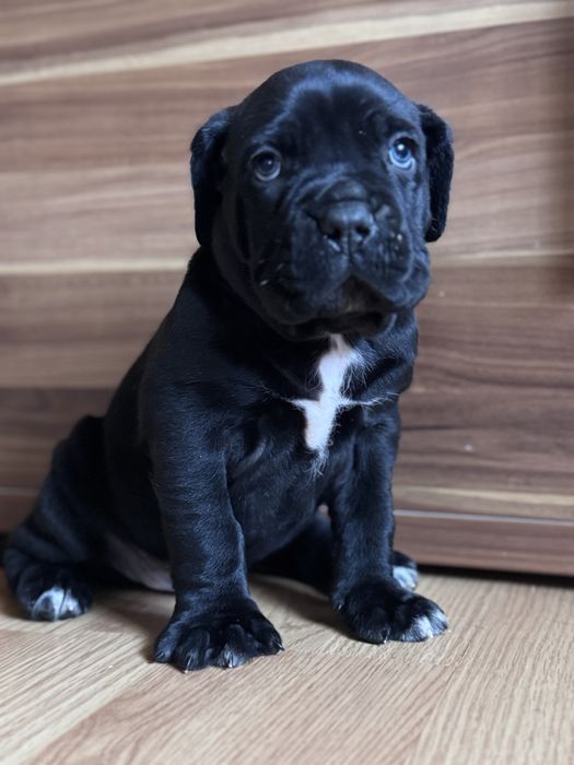 Cățeluș Cane Corso cu pedigree