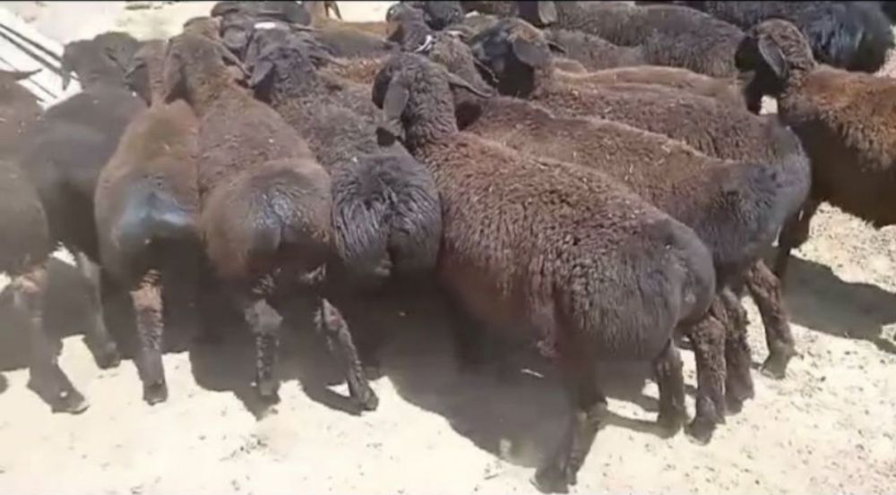 Бағылған қойлар тоқтылар