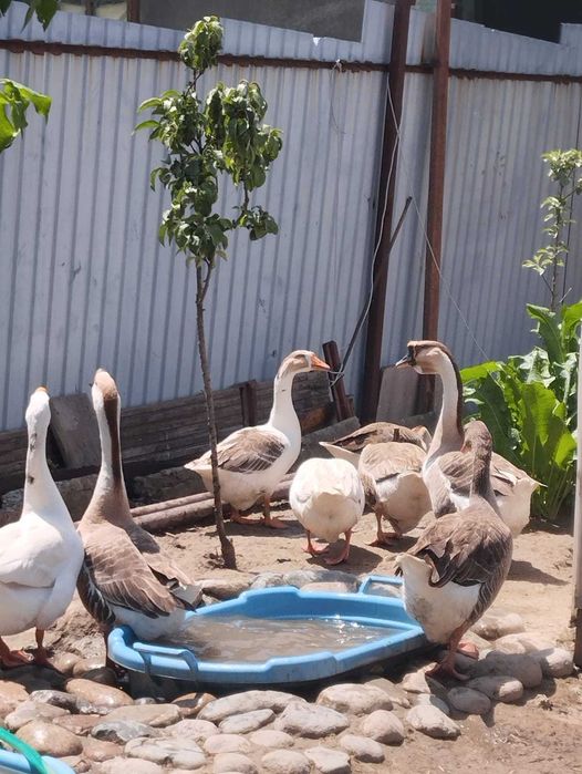 Инкубационное яйцо гусей