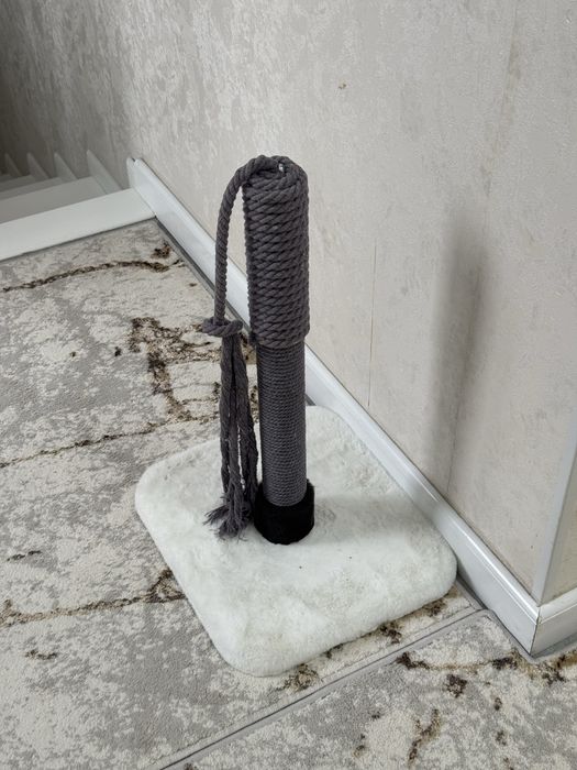 Котенок Скотиш Фолд Шиншилла