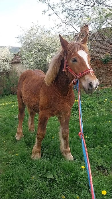 Vând sau schimb manz ardenez