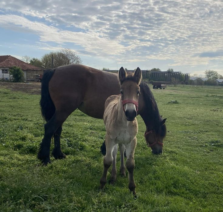 Vand iapa 4 ani cu manz !