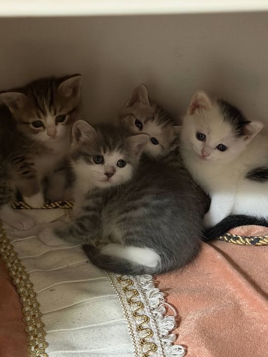 отдам котят в хорошие руки