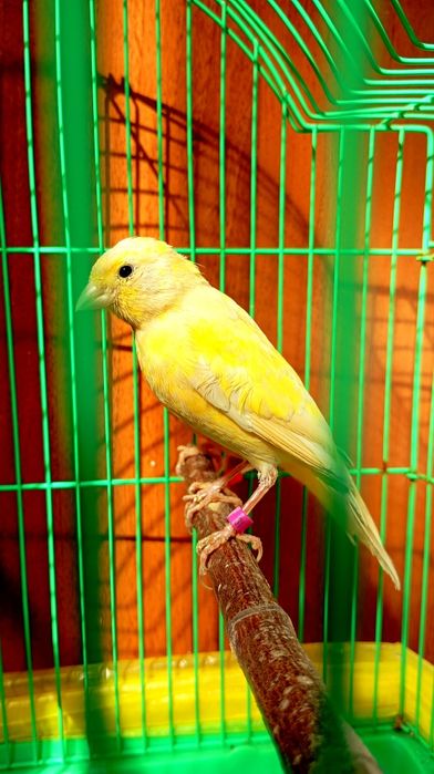 Продам Канарейку