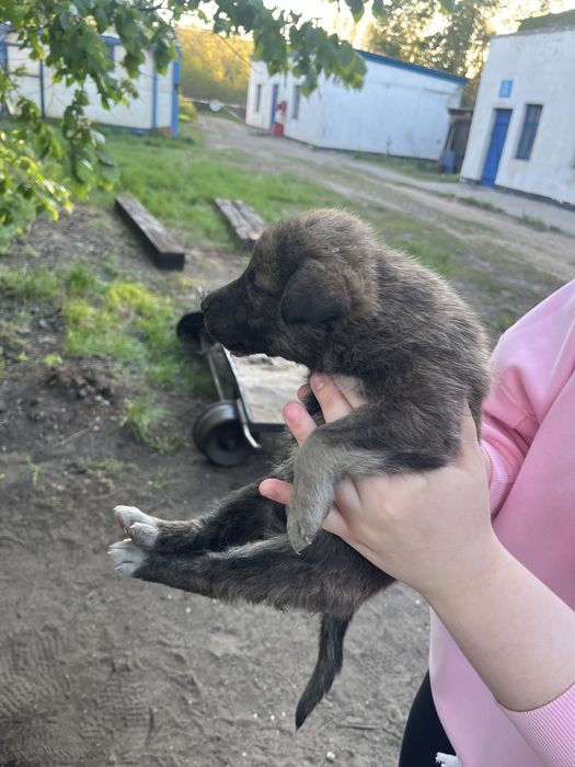 Щенята в добрые руки!