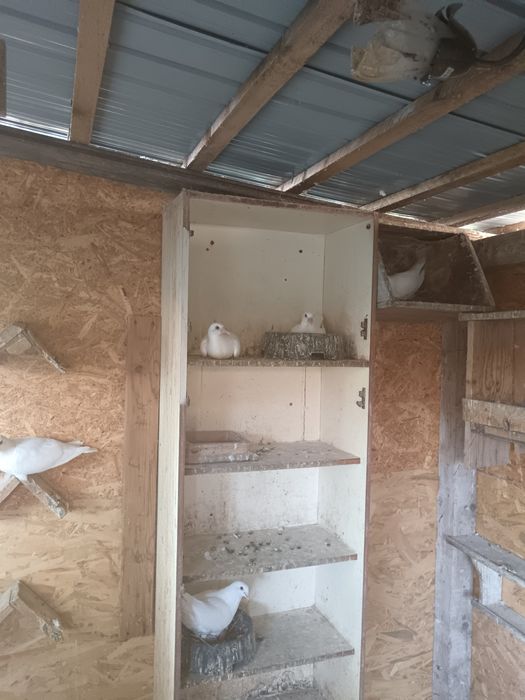 Porumbei voiajori albi