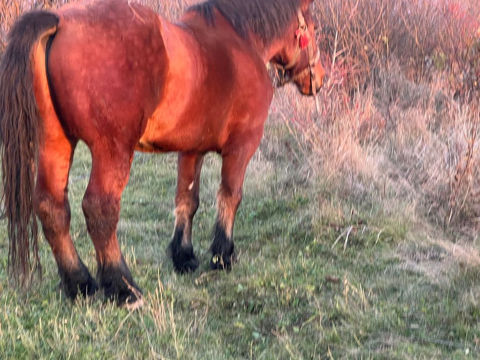 Vand armasar in varsta de 7 ani