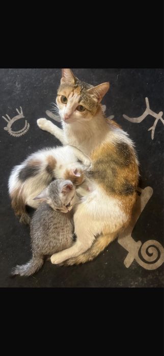 Котенок - трехцветная девочка