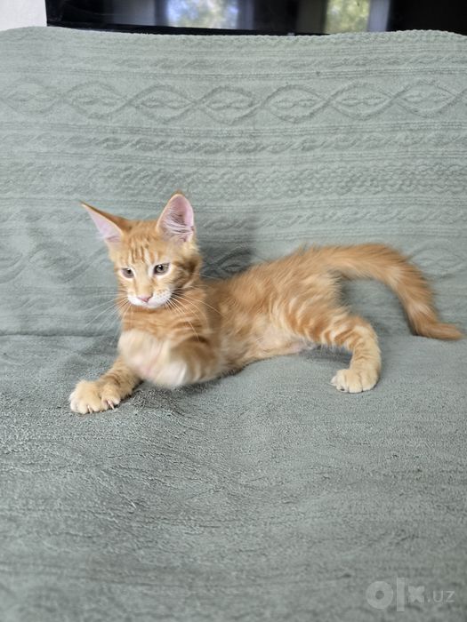 Коттята мейн кун, 2.5 месяца, мальчики и девочки