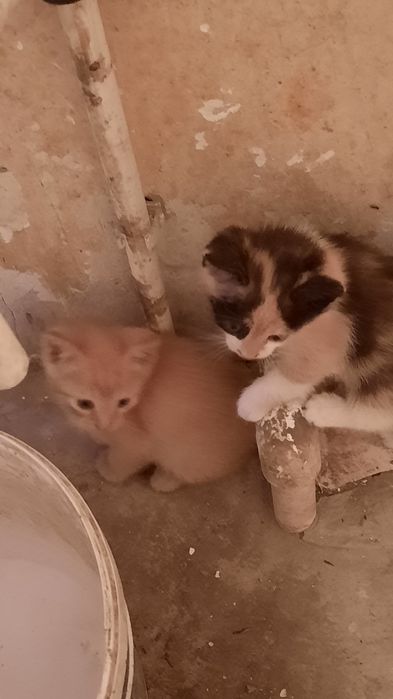 Котята даром, бесплатно.