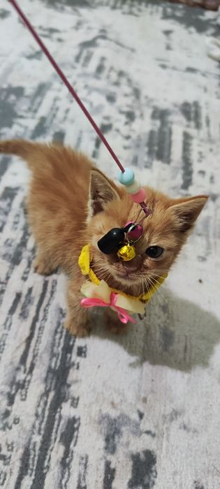 Отдам в добрые руки