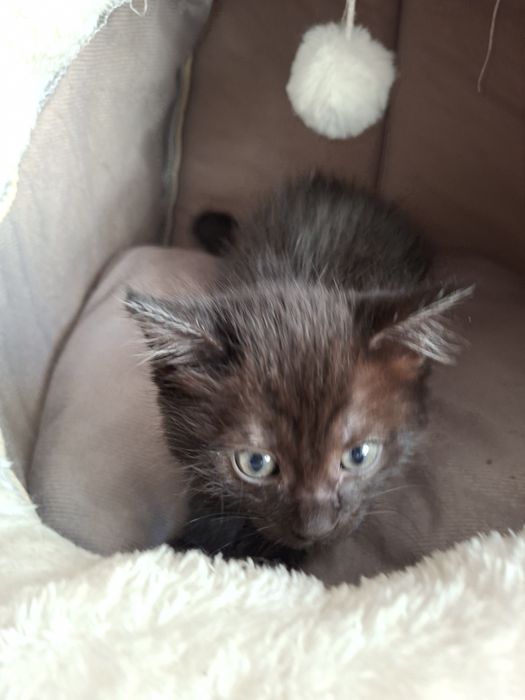 Котята ищут дом!