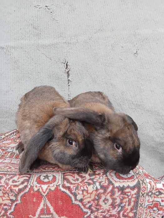 Vand iepuri berbec german