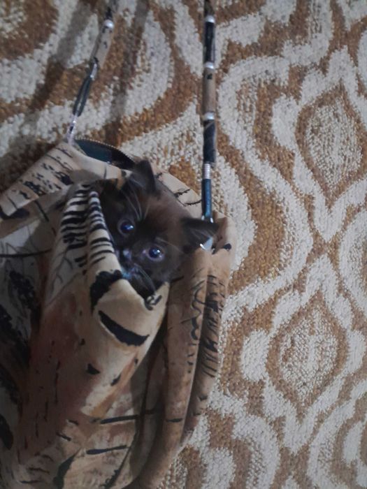 Кошечка в добрые руки