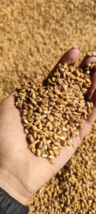 Царевица ,ечемик, слънчоглед  и пшеница