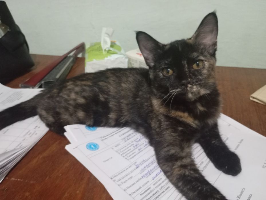 Бесплатно котята