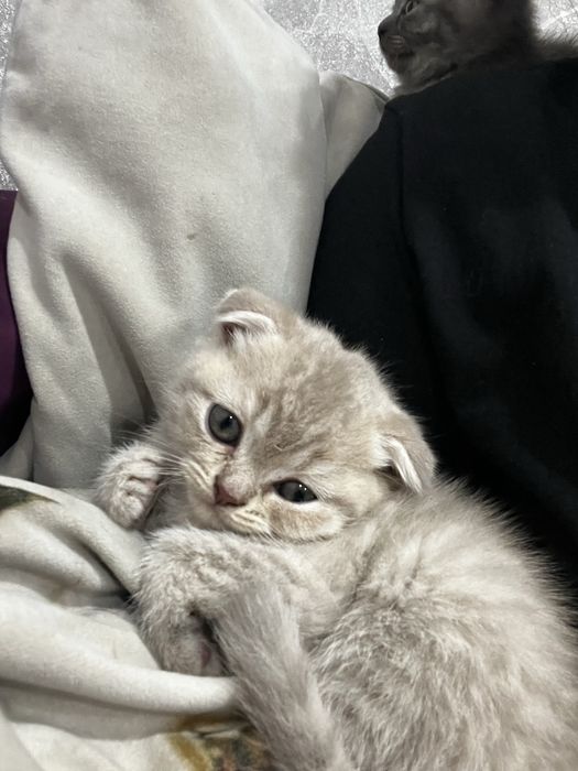 Продаю котят Скоттиш фолд