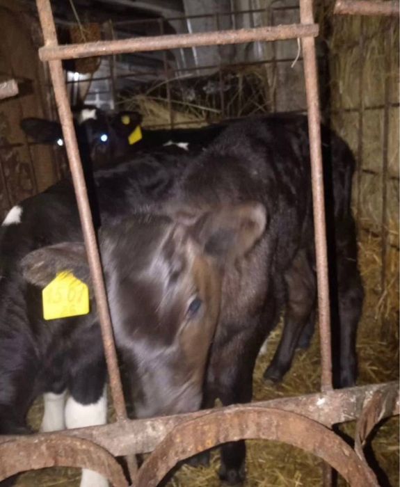 Телята абердинская порода