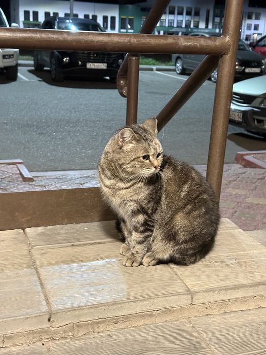 Кошка ищет  дом