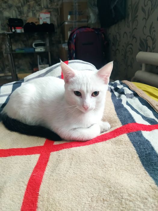 Отдам котенка мальчик 3месяца