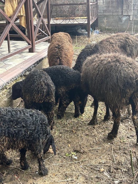 Қозылы қой сатылады