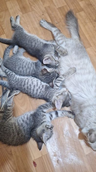 Кошки 4 шт цвета серый