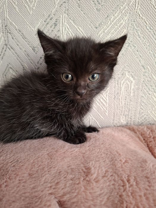 Котята ищут дом!