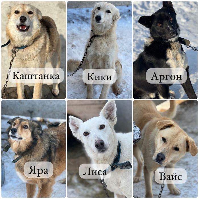 Собаки ищут семью