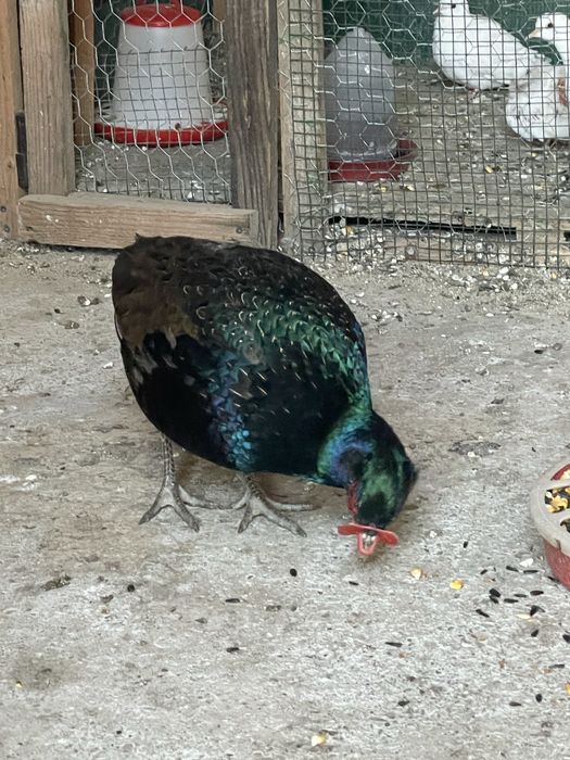 Fazani tenebros tineret