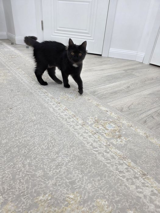 Отдам котёнка в хорошие руки