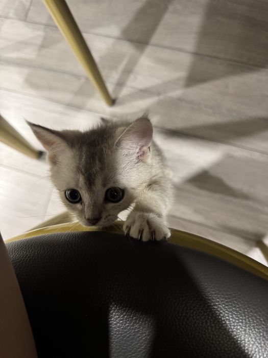 Котенок британец 3 мес