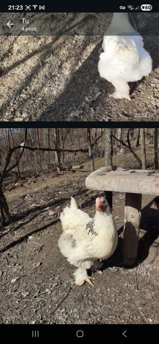 Vand un Cocos si  2 gaini rasa  BRAHMA din anul 2025.