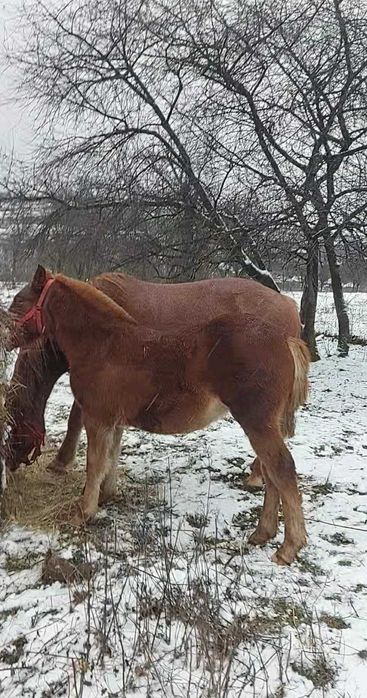 Cai salaj cehu silvaniei