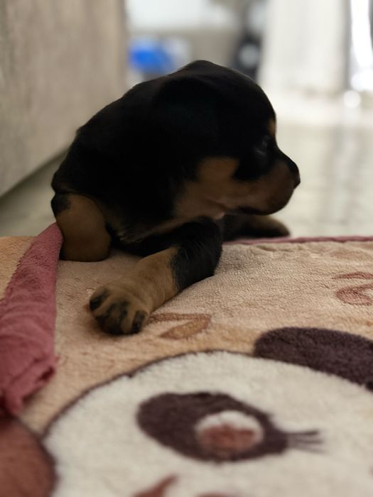 Продаются щенки ротвейлера