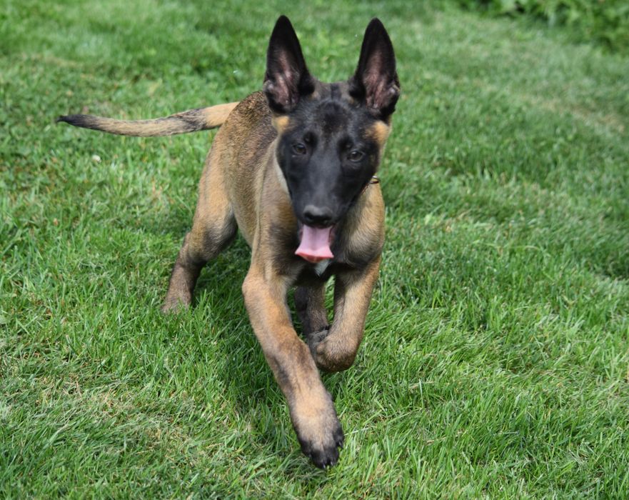 Ciobănesc Belgian Malinois