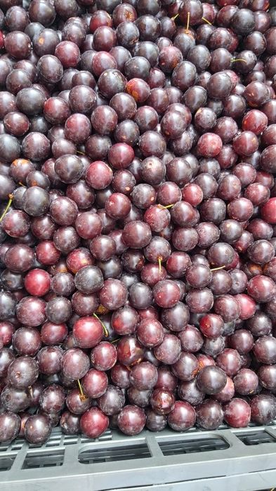 Тог олча | Алыча