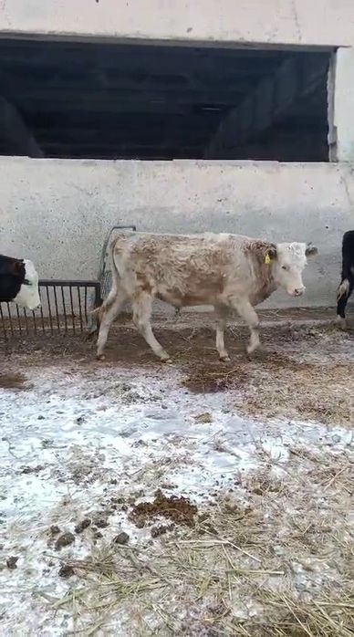 Бычки, тёлки, таналар