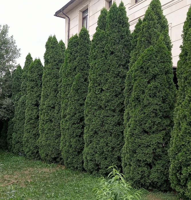 Саженцы Туи Смарагд