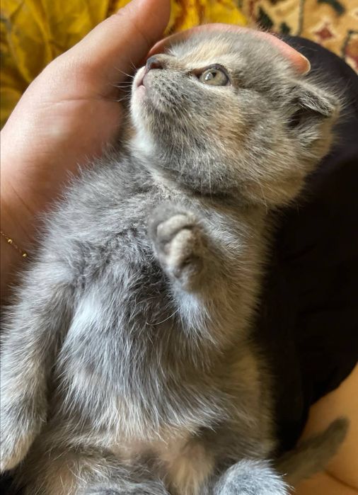 Продаётся котёнок Скоттиш фолд